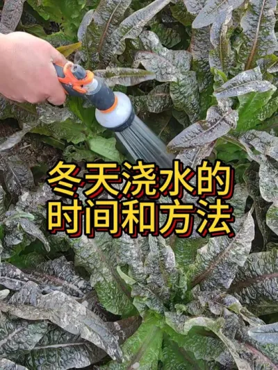 冬天浇水时间和方法要把握好 一般上午10点到12点浇水，浇菜苗用细雾状的水，浇大菜要淋到根部#我的小菜园 #种植小技巧 #蔬菜浇水小技巧 #浇菜 #学种菜 #阳台种菜