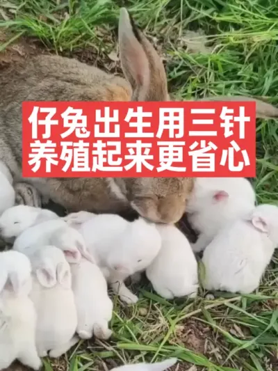 仔兔出生用三针，养殖起来更省心 #三农#养殖#兔子#养兔人