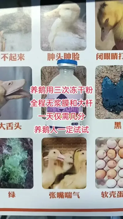 #养殖小妙招 #科学喂养 #养鹅冻干粉 #养鹅技术分享 #养鹅专业户