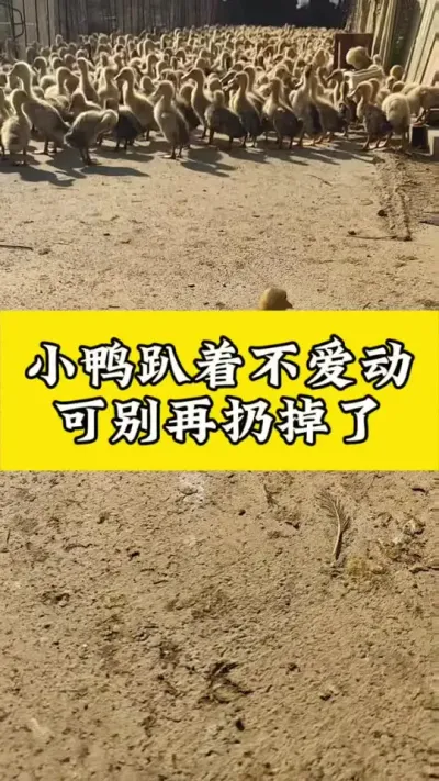 小鸭趴着不爱动，可别扔了#养鸭人 #肉鸭养殖 #禽病技术指导 #每天分享养殖技术和经验 #番鸭