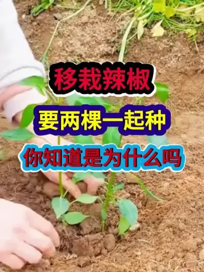 移栽辣椒要两棵一起种你知道是为什么吗 #辣椒种植 #辣椒种植技术 #农业种植 #种植小技巧 #三农