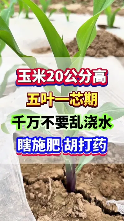玉米20公分高，五叶一芯期，千万不要乱浇水，瞎施肥胡打药！ #玉米种植 #玉米高产 #玉米种植管理技术 #增产增收
