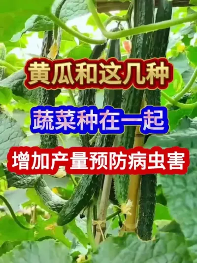 黄瓜和这几种蔬菜种在一起增加产量预防病虫害 #黄瓜种植 #黄瓜种植技术 #农业种植 #种植小技巧 #三农