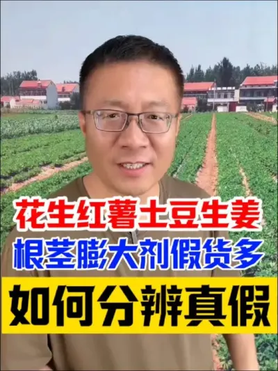 花生红薯大蒜生姜地下根茎作物膨大剂假货多！如何分辨真假好坏？ #花生种植 #花生种植管理技术 #花生膨大粒粒饱 #地下根茎膨大素 #花生高产