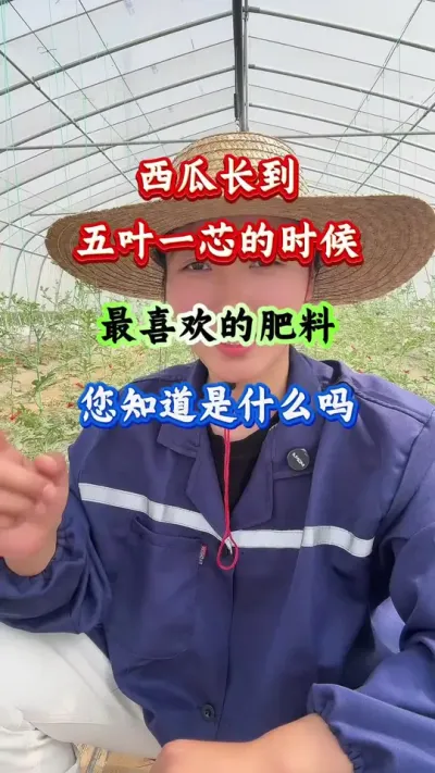 西瓜种植 西瓜长到五叶一芯最喜欢的肥料你知道是什么吗 #西瓜种植 #西瓜管理 #病害防治 #西瓜高产