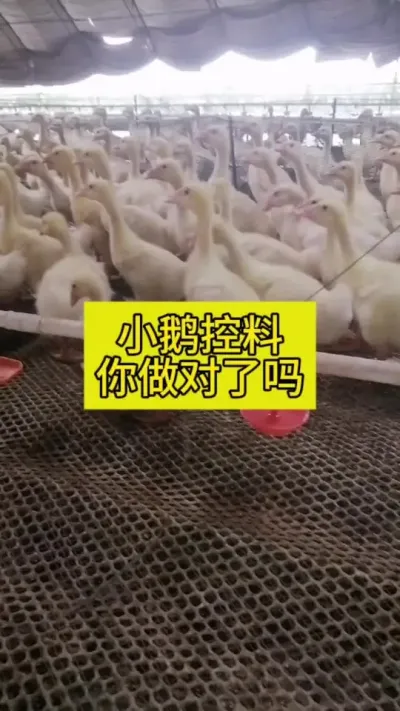 #肉鹅养殖 #养鹅人 #养鹅技术 #禽病防治 #养殖