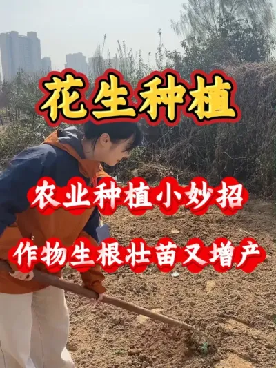 种春花生的的家人们注意了，要想今年花生产量高，播种前必须做好这两件事#分享农业知识帮农民增产增收 #抖音助农 #新农人计划 #怎么种花生正确方法 #花生的种植方法