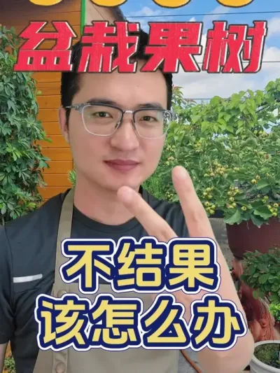 盆栽果树不结果该怎么办？ #养花 #盆栽果树 #不结果