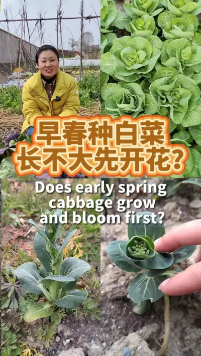 早春种白菜，为什么长不大就开花结籽了 因为低温条件下种子被春化了。#我的小菜园  #种植小技巧  #我爱种菜  #阳台种菜   #露台种菜