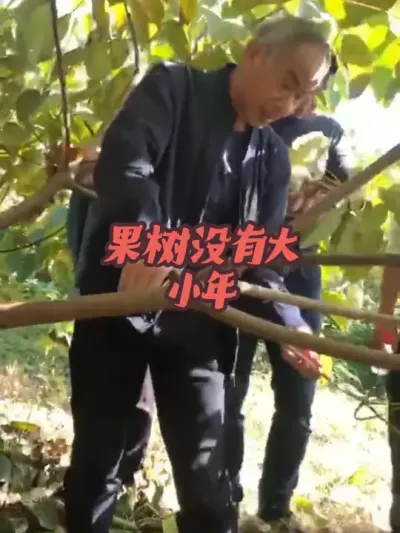 果树为什么没有大小年，为何有人会说果树有大小年 #来抖音学农枝 #果树管理 #三农 #新农人 #田间地头实操干货