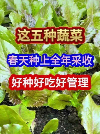 这五种蔬菜春天种上全年采收好种好吃好管理 #蔬菜种植 #农业种植 #三农 #种植小技巧 #分享农业知识帮农民增产增收