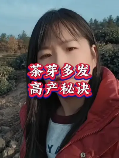 #服务三农支持三农 #分享农业知识帮农民增产增收 #茶树种植技术与管理 #茶