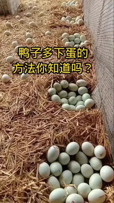 #养鸭技术 #养鸭技术分享 #养鸭小妙招 #养鸭人