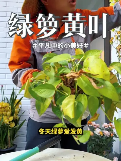 #花卉绿植 #盆栽 #绿萝 绿箩到了冬天太黄就剪了吧，因为剪了还能重新长