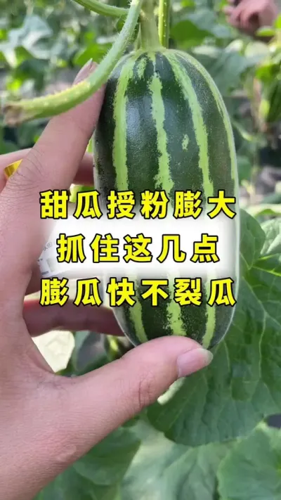 甜瓜授粉膨大，抓住这几点，膨果快，不裂瓜！#传播农业小知识 #甜瓜种植 #甜瓜授粉#良田神话#大圣金太龙