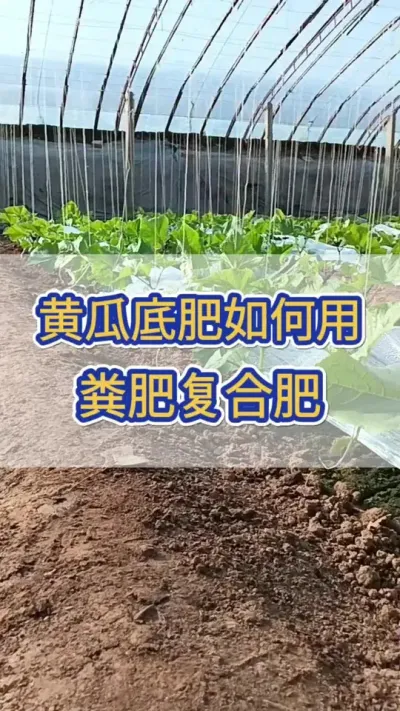 黄瓜底肥如何选用粪肥还是复合肥 #黄瓜肥料配方 #黄瓜 #黄瓜高产种植 #三农 #服务三农支持三农