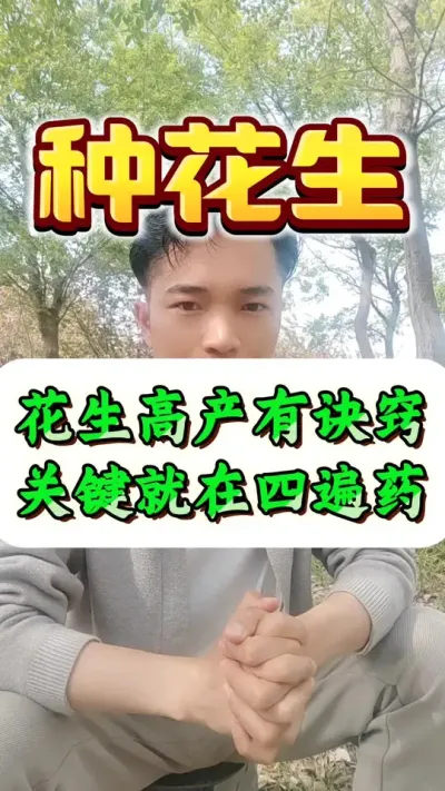 花生高产有诀窍，关键就在四遍药。#花生种植 #花生高产 #种花生 #花生高产种植 #花生种植管理技术