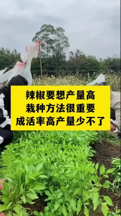 辣椒想要成活率高品质好，移栽方法很重要#分享农业知识帮农民增产增收 #抖音助农 #三农