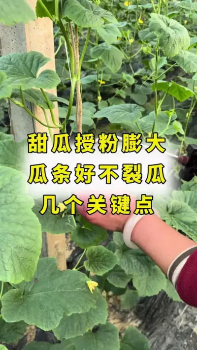 甜瓜授粉膨大，瓜条顺直，不裂瓜，几个关键点！#甜瓜种植 #农业种植 #甜瓜授粉 #良田神话 #大圣金太龙