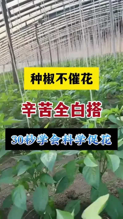 种椒不催花，辛苦全白搭#分享农业知识帮农民增产增收 #农业种植技术 #三农