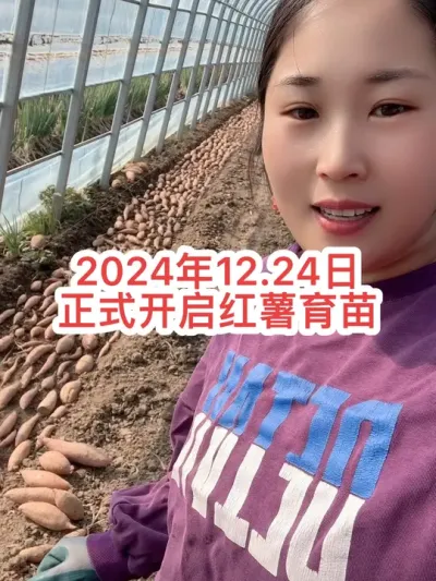 #红薯高产种植 #红薯大丰收 #记录我的农村生活