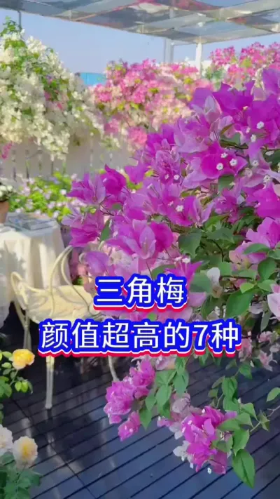 颜值超高的三角梅#三角梅 #养花小知识 #英子园艺