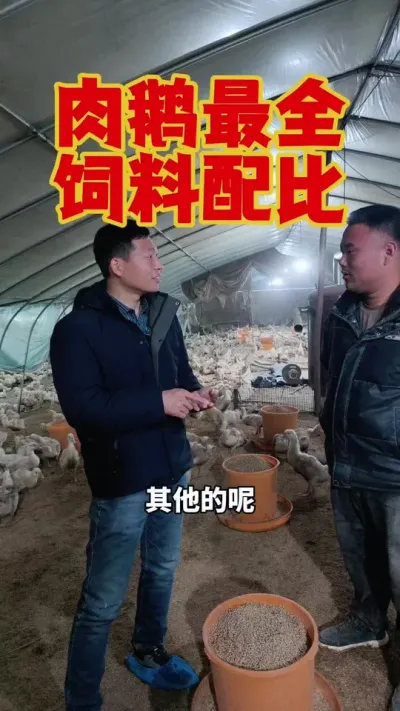 肉鹅最全，最详细的饲料配比，可以记一下！#科学养鹅 #养鹅技术分享 #养鹅人 #狮头鹅养殖 #三农养殖