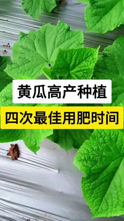黄瓜高产种植，四次最佳用肥时间 #黄瓜种植与管理 #黄瓜 #黄瓜施肥 #农业种植技术 #服务三农支持三农