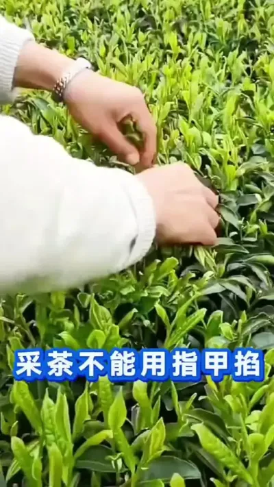 #召唤茶友 #春茶采摘 #抖音助农扶农 #茶是春天的仪式感 #茶树种植技术与管理