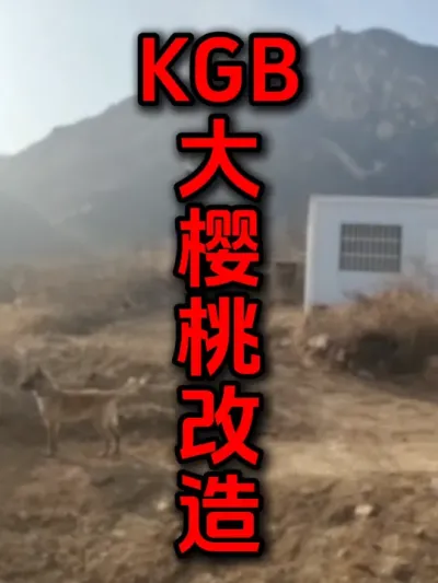 KGB树形大樱桃改造#大樱桃修剪 #樱桃果树 #樱桃种植 #车厘子