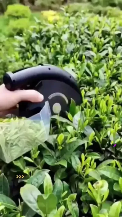 #春茶采摘 #茶叶采摘方法 #茶树种植技术与管理 #抖音助农扶农