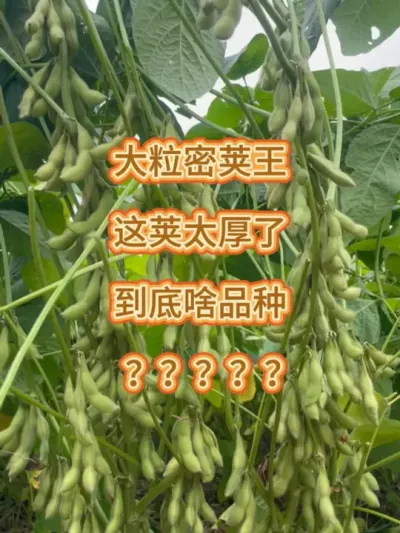 大粒密荚王，这荚太厚了 #农业种植 #抖音助农 #服务三农支持三农 #大豆 #大豆高产 @DOU+小助手 @DOU+上热门 @抖音小助手