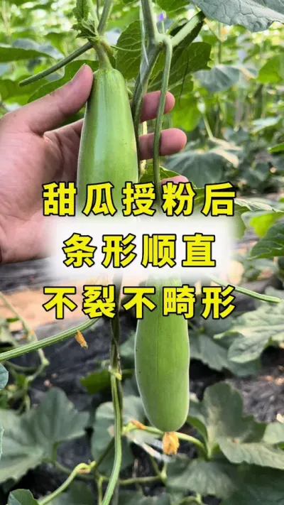 甜瓜授粉后，条形顺直，不裂不畸形！#甜瓜种植技术 #甜瓜种植 #农业种植 #甜瓜授粉 #良田神话