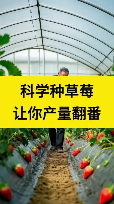 科学种草莓，让你产量翻倍#草莓种植 #促花保果 #草莓种植管理技术和方法 #草莓膨果 #草莓管理