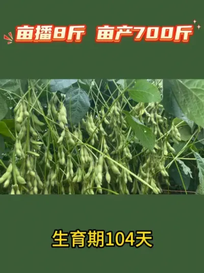 亩播8斤，亩产700斤 #服务三农支持三农 #农业种植 #抖音助农 #产量特别高 #大豆 @DOU+小助手 @DOU+上热门 @抖音小助手