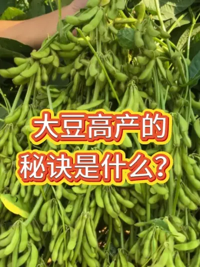 成熟一致，大豆圆粒无空壳，亩产700斤不是梦 #增产增收才是硬道理 #服务三农支持三农 #优质农产品 #产量特别高 #抖音助农