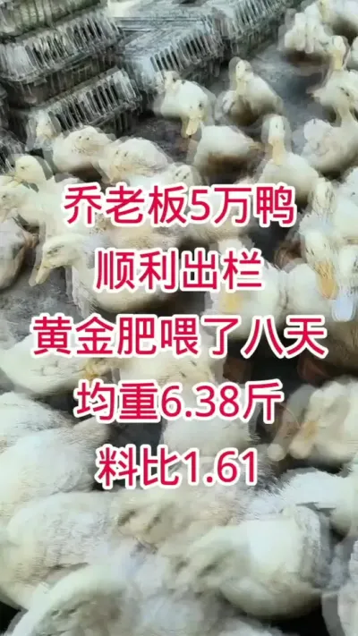 #肉鸭养殖 #鸭子 #养殖技术 #养鸭人