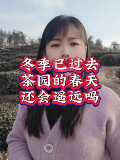 #春茶采摘 #助力三农 #茶树种植技术与管理 你开始采茶了吗