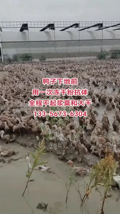 #养鸭人 #肉鸭养殖 #养殖技术交流 #养鸭 #蛋鸭