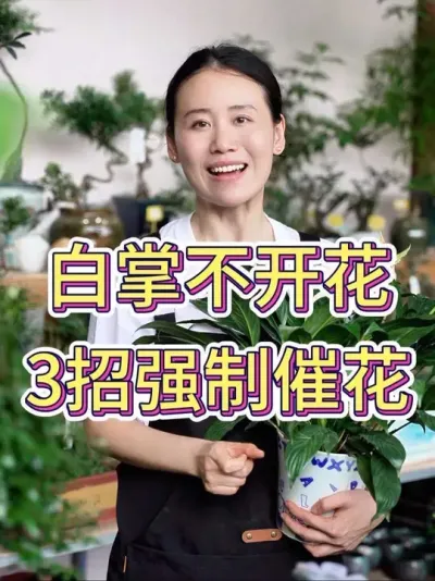 白掌不开花，3招强制催花#白掌 #白掌又叫一帆风顺 #白掌养护知识 #养花小知识 #花卉绿植