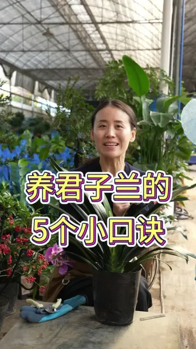 养好君子兰有什么秘诀#君子兰 #花卉绿植 #花卉基地 #君子兰夹箭 #君子兰养护