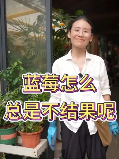 蓝莓总是不结果#花卉绿植 #花卉绿植盆栽 #养花小知识 #花的世界很美 #蓝莓