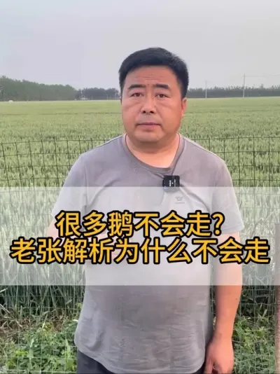 #养鹅技术分享 #三农养殖