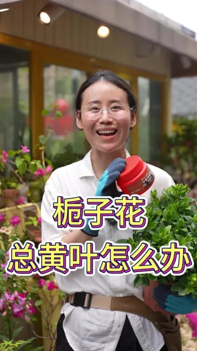 栀子花总黄叶怎么办#栀子花#养花小知识 #养花人的乐趣 #栀子花浇水 #花卉绿植