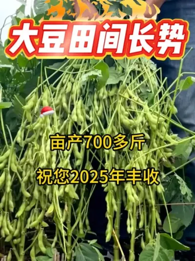 亩产700多斤，祝您2025年丰收 #服务三农支持三农 #农业种植 #抖音助农 #大豆高产 #高产大豆