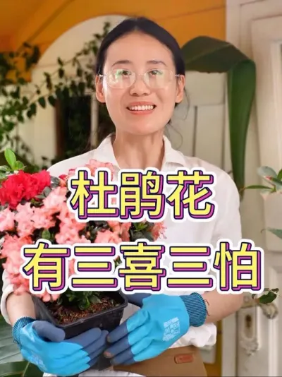 杜鹃花有三喜三怕#杜鹃 #养花小知识 #花卉绿植 #杜鹃养护 #养花人的乐趣