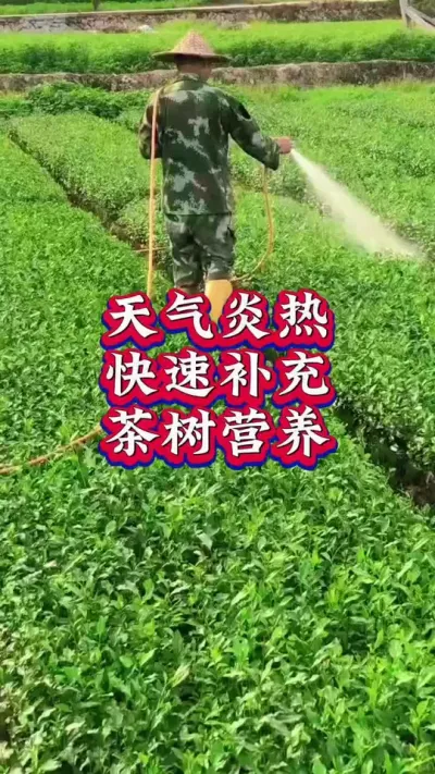 #抖音助农扶农 #茶树管理技术与指导 #茶农茶事 #茶园管理 #茶 茶树补充营养你做对了吗