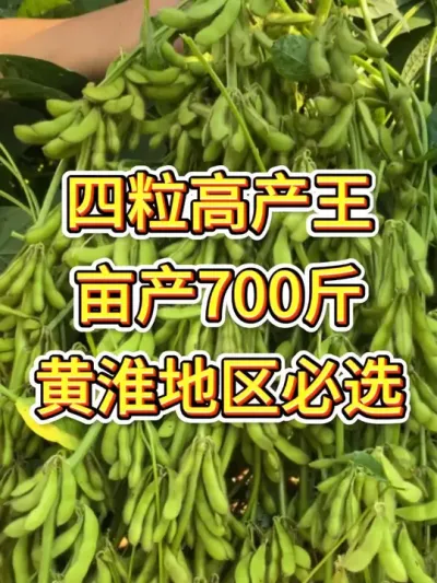 亩产700斤高产大豆，密荚盖大帽大颗粒 #服务三农支持三农 #抖音助农 #优质农产品 #新农人计划 #农业种植