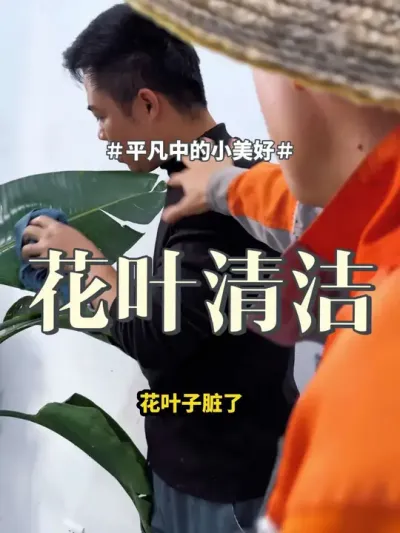 #花卉绿植 #盆栽 #绿植  花叶脏了不要用水去擦，教你一个自用方法