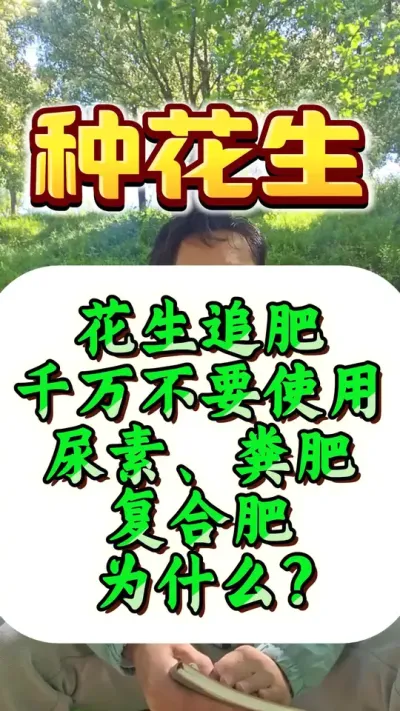 花生追肥千万不要使用尿素，千万不要使用粪肥，千万不要使用复合肥。#花生种植 #花生高产 #种花生 #花生种植管理技术 #花生高产种植